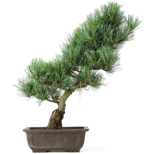 Pinus parviflora, 43 cm, ± 15 years old