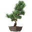 Pinus parviflora, 43 cm, ± 15 Jahre alt