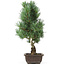 Pinus parviflora, 43 cm, ± 15 Jahre alt