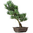 Pinus parviflora, 43 cm, ± 15 years old