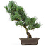 Pinus parviflora, 43 cm, ± 15 Jahre alt