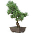 Pinus parviflora, 43 cm, ± 15 Jahre alt