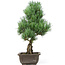 Pinus parviflora, 43 cm, ± 15 Jahre alt