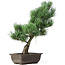 Pinus parviflora, 43 cm, ± 15 years old