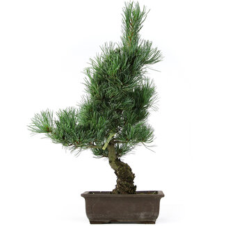 Pinus parviflora, 41 cm, ± 15 years old