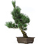 Pinus parviflora, 41 cm, ± 15 jaar oud