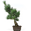 Pinus parviflora, 41 cm, ± 15 years old