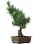 Pinus parviflora, 41 cm, ± 15 jaar oud