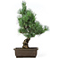 Pinus parviflora, 41 cm, ± 15 years old