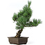 Pinus parviflora, 41 cm, ± 15 anni