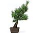 Pinus parviflora, 41 cm, ± 15 years old