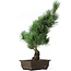 Pinus parviflora, 41 cm, ± 15 years old