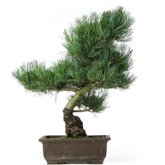 Pinus parviflora, 39 cm, ± 15 anni