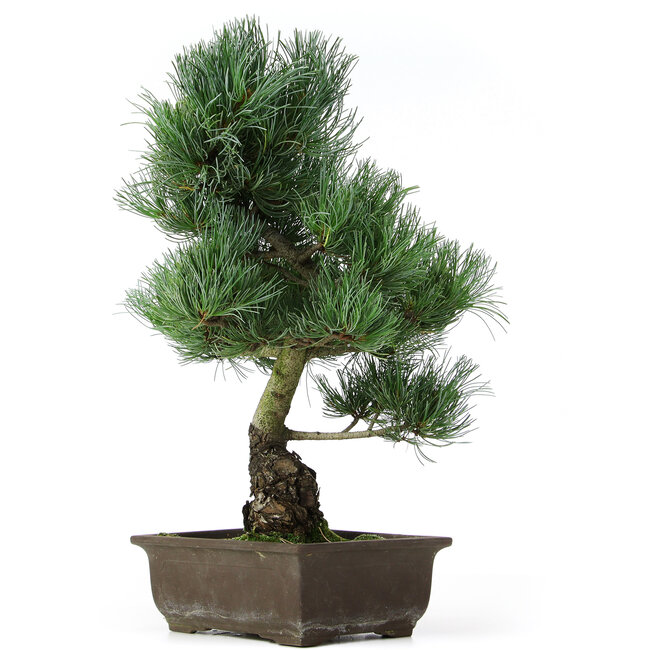 Pinus parviflora, 39 cm, ± 15 ans