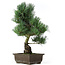 Pinus parviflora, 39 cm, ± 15 years old