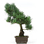 Pinus parviflora, 39 cm, ± 15 jaar oud