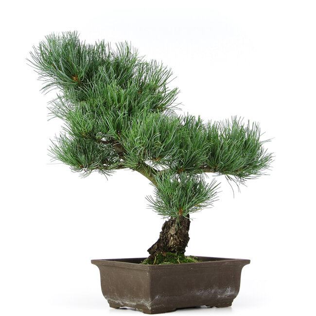 Pinus parviflora, 39 cm, ± 15 jaar oud