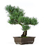 Pinus parviflora, 39 cm, ± 15 years old