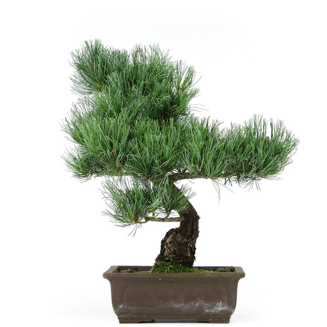 Pinus parviflora, 39 cm, ± 15 anni