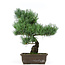 Pinus parviflora, 39 cm, ± 15 anni