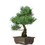 Pinus parviflora, 39 cm, ± 15 anni