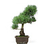 Pinus parviflora, 39 cm, ± 15 jaar oud