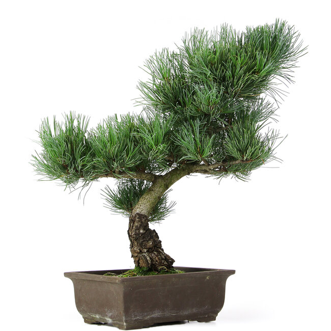 Pinus parviflora, 39 cm, ± 15 Jahre alt
