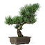 Pinus parviflora, 39 cm, ± 15 anni