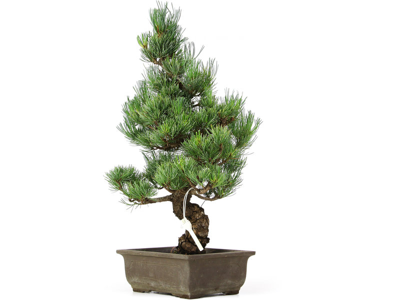 Pinus parviflora, 45 cm, ± 15 jaar oud