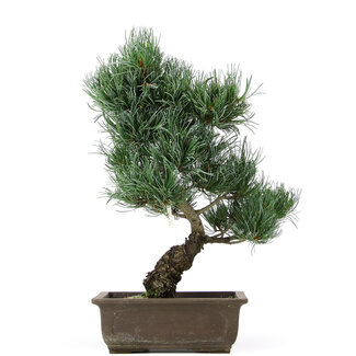 Pinus parviflora, 38 cm, ± 15 jaar oud