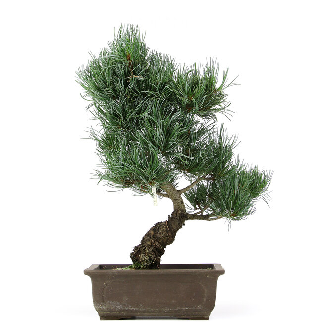 Pinus parviflora, 38 cm, ± 15 anni