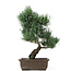 Pinus parviflora, 38 cm, ± 15 anni