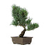 Pinus parviflora, 38 cm, ± 15 anni