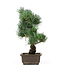 Pinus parviflora, 38 cm, ± 15 years old