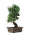 Pinus parviflora, 38 cm, ± 15 anni