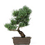 Pinus parviflora, 38 cm, ± 15 anni