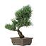 Pinus parviflora, 38 cm, ± 15 years old