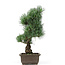 Pinus parviflora, 38 cm, ± 15 years old