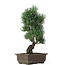 Pinus parviflora, 38 cm, ± 15 jaar oud