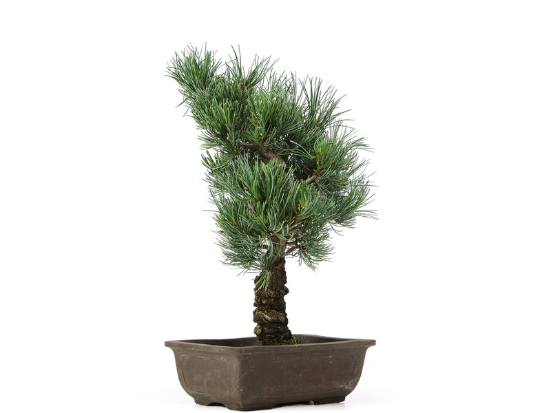 Pinus parviflora, 37 cm, ± 15 jaar oud