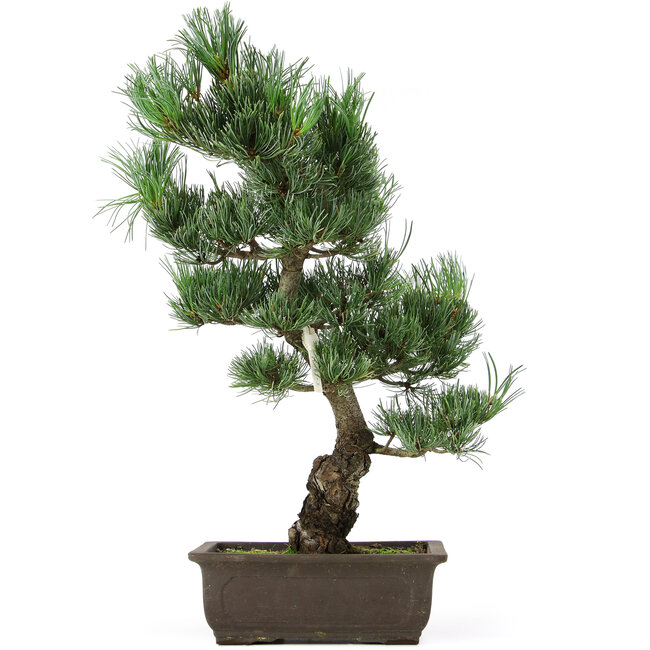 Pinus parviflora, 43 cm, ± 15 jaar oud