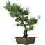 Pinus parviflora, 43 cm, ± 15 Jahre alt