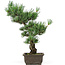 Pinus parviflora, 43 cm, ± 15 jaar oud