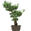 Pinus parviflora, 43 cm, ± 15 Jahre alt