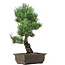 Pinus parviflora, 43 cm, ± 15 anni