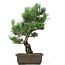 Pinus parviflora, 43 cm, ± 15 anni