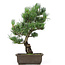 Pinus parviflora, 43 cm, ± 15 jaar oud