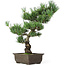 Pinus parviflora, 43 cm, ± 15 Jahre alt