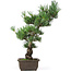 Pinus parviflora, 43 cm, ± 15 jaar oud