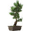 Pinus parviflora, 43 cm, ± 15 Jahre alt